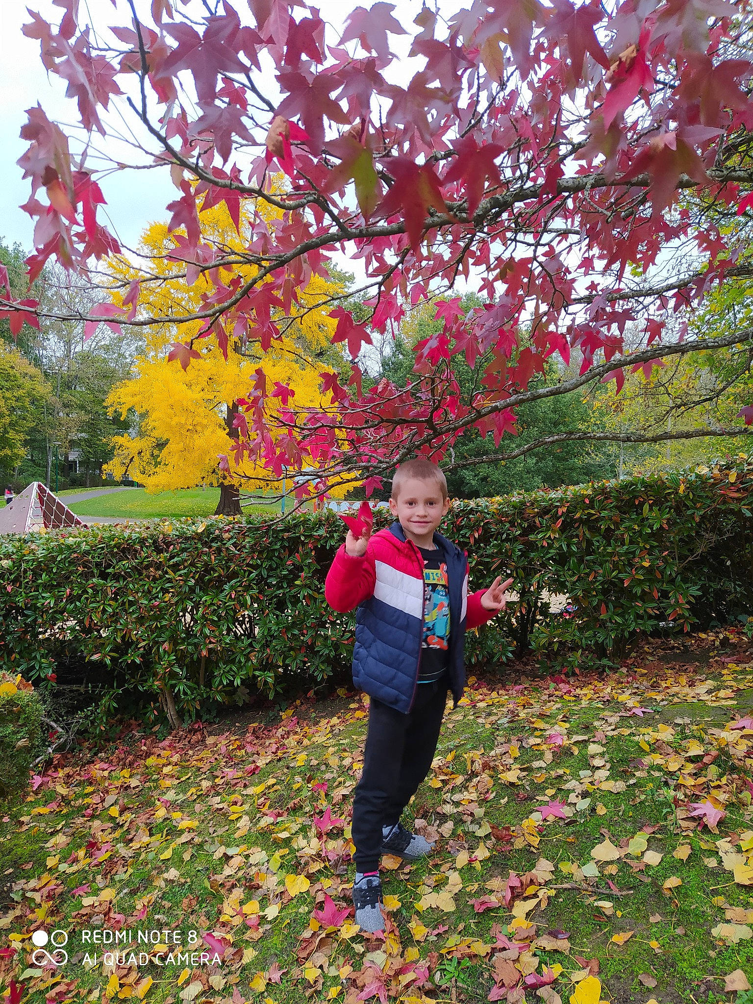 Ion a rejoint le concours — aidez-le/la à gagner de superbes lots ! autumn, botany, branch, deciduous, flower, flowering_plant, joy, leaf, maple, person, plant, shrub, spring, tree, woody_plant