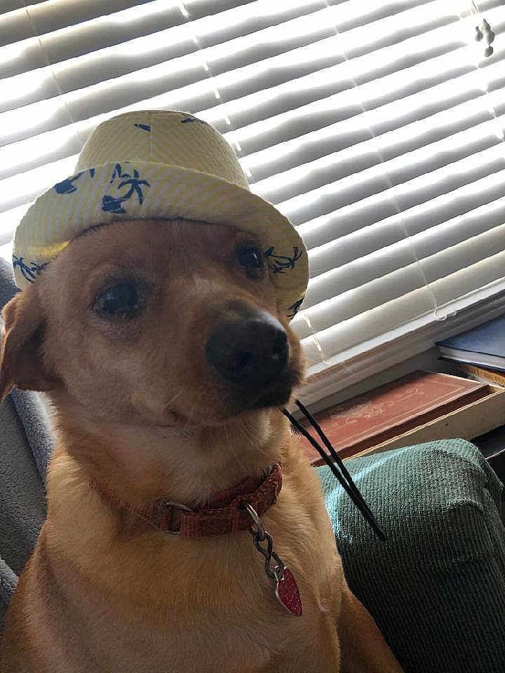 Emma Pup