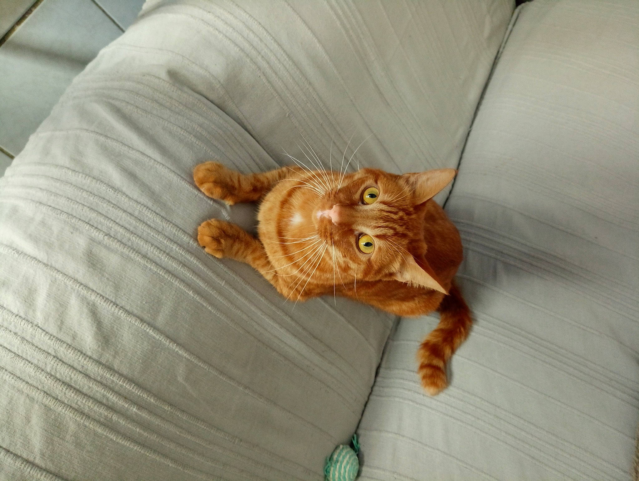 Catsby a rejoint le concours — aidez-le/la à gagner de superbes lots ! brown, carnivore, cat, comfort, couch, domestic_short_haired_cat, fawn, felidae, fur, hardwood, liver, pattern, paw, peach, room, small_to_medium_sized_cats, tail, terrestrial_animal, whiskers, wood