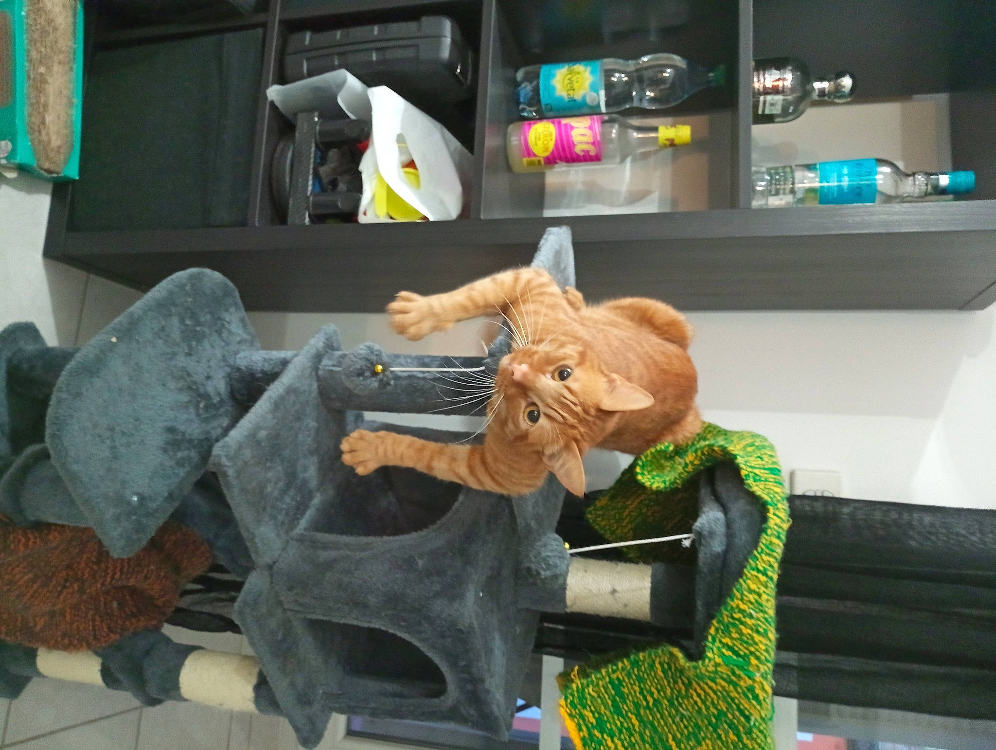 Catsby participe au concours pour gagner de l'argent avec cette photo : action_figure, animation, art, automotive_design, bag, chair, collection, desk, fictional_character, machine, metal, plush, room, shelf, shelving, sitting, stuffed_toy, table, toy, wood