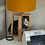kitten, cat, lamp, wood, yellow, medical_device, table, curious, indoor, pet, feline, white_surface, object, black_wristband, closeup, cozy, cute, home, peeking, resting