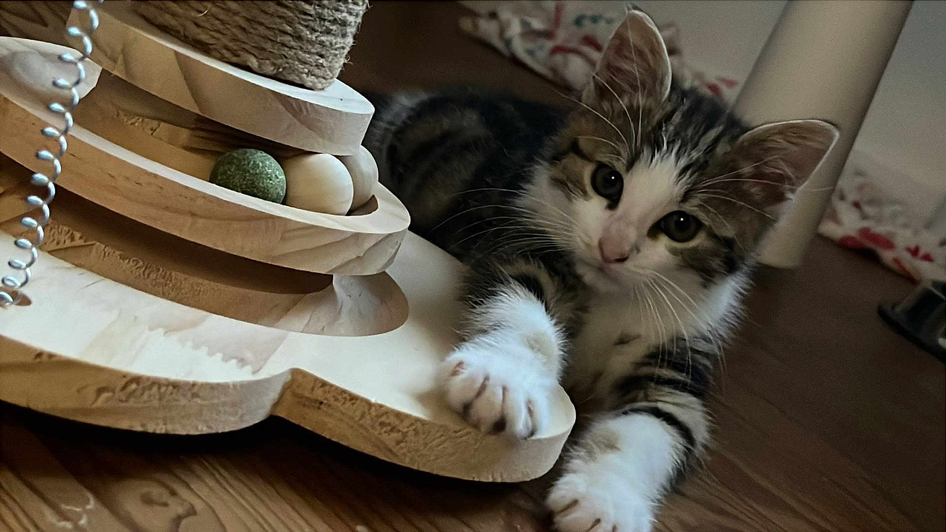 Arsouille a rejoint le concours — aidez-le/la à gagner de superbes lots ! kitten, cat, paw, fur, wooden_floor, wooden_object, decor, indoor, curious, pet, animal, playful, stretching, closeup, feline, whiskers, ears, young, cute, tabby
