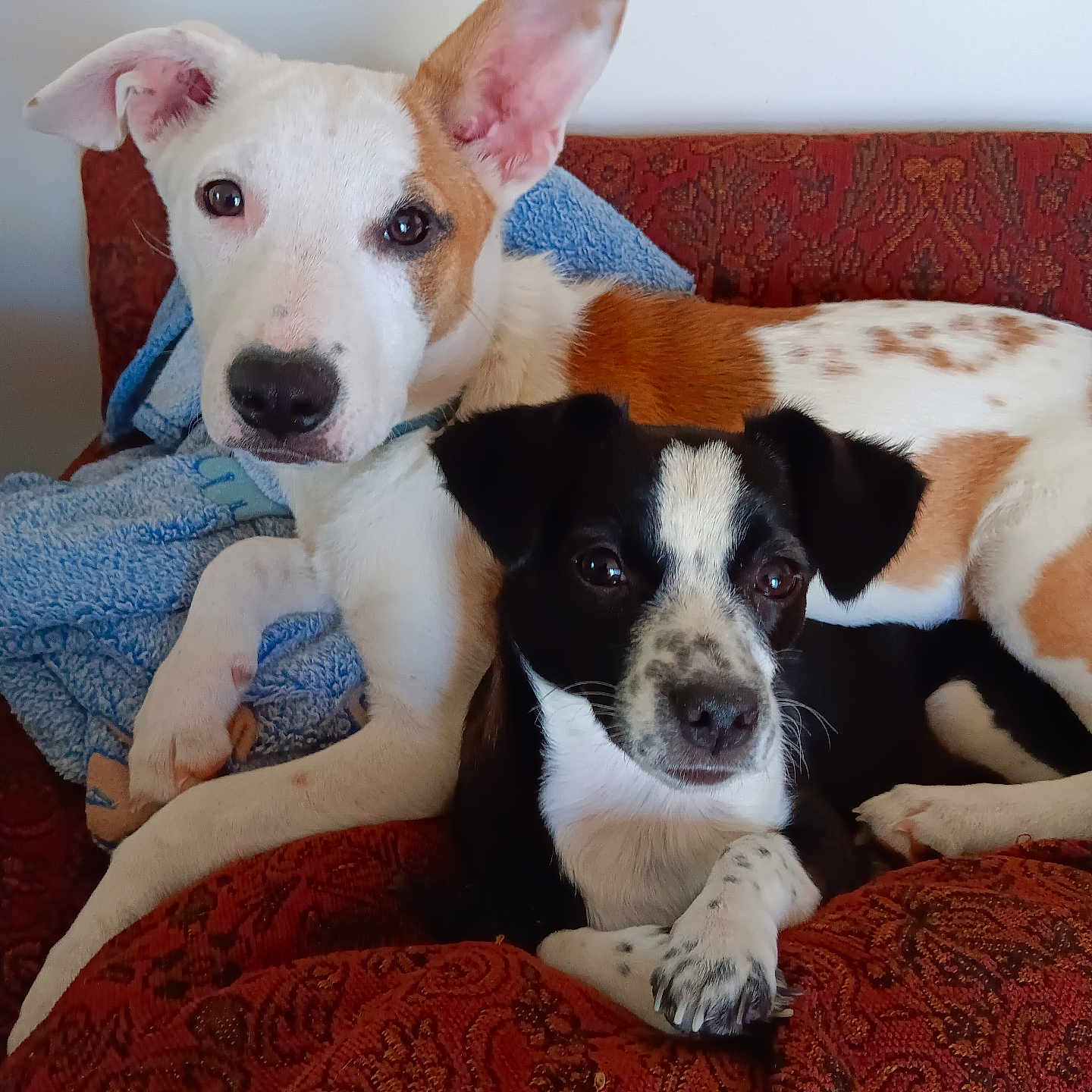 Peanut And Willow is registered to the contest to win money with this photo: animal, architecture, armchair, beagle, building, bulldog, canine, chair, couch, cushion, dog, furniture, homedecor, hound, indoors, livingroom, pet, pointer, puppy, room