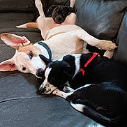 Bluey Peanut Willow is registered to the contest to win money with this photo: animal, black_and_white_dog, brown_dog, canine, companion, couch, cozy, cute, dog, indoor, laying_down, leather, pet, playful, puppy, relaxing, resting, sleepy, snuggling, tan_dog