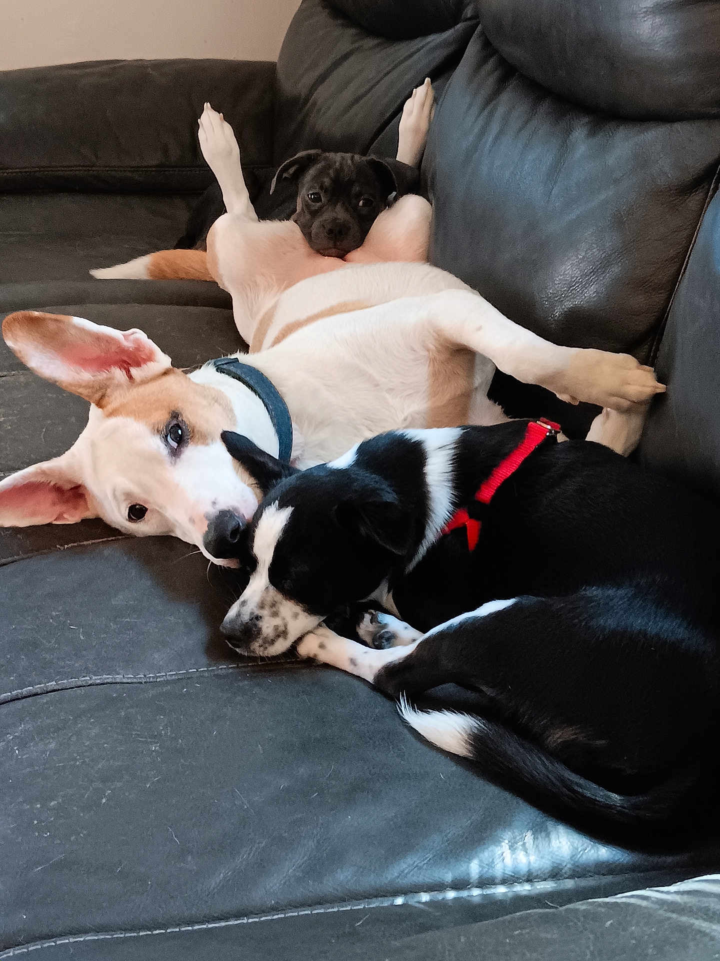 Bluey Peanut Willow is registered to the contest to win money with this photo: animal, black_and_white_dog, brown_dog, canine, companion, couch, cozy, cute, dog, indoor, laying_down, leather, pet, playful, puppy, relaxing, resting, sleepy, snuggling, tan_dog