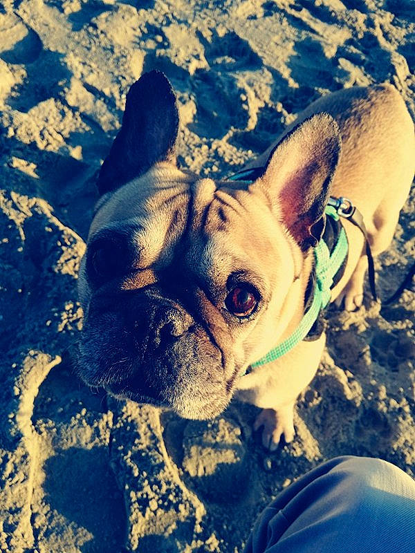 Delta a rejoint le concours — aidez-le/la à gagner de superbes lots ! bulldog, carnivore, companion_dog, cool, dog, dog_breed, ear, fawn, grass, happy, head, mammal, morning, mountainous_landforms, nose, plant, sky, sunlight, toy_dog, whiskers