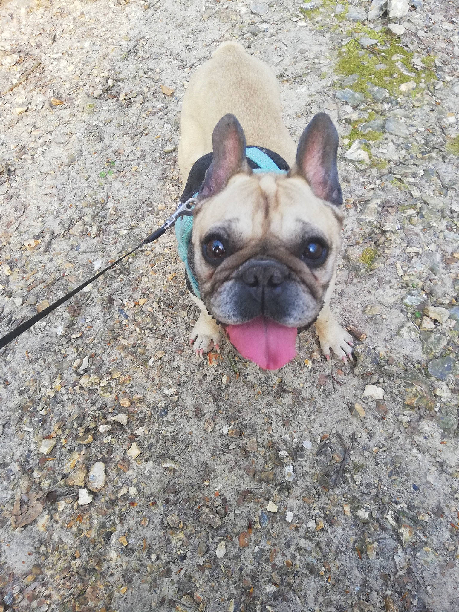 Delta a rejoint le concours — aidez-le/la à gagner de superbes lots ! asphalt, bulldog, canidae, carnivore, companion_dog, dog, dog_breed, electric_blue, fawn, grass, leash, pug, road_surface, snout, soil, sporting_group, toy_dog, whiskers, working_animal, wrinkle