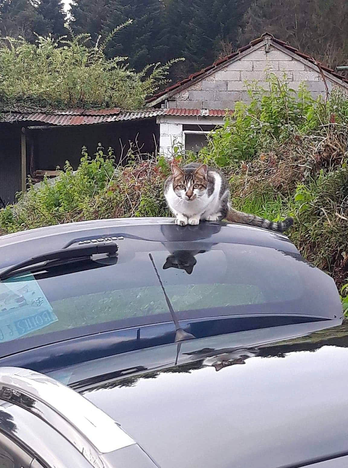 O'Maley a rejoint le concours — aidez-le/la à gagner de superbes lots ! automotive_carrying_rack, automotive_design, automotive_exterior, automotive_lighting, automotive_tire, bumper, car, fender, glass, grass, grille, hood, motor_vehicle, plant, roof_rack, tints_and_shades, tree, vehicle, vehicle_door, windscreen_wiper