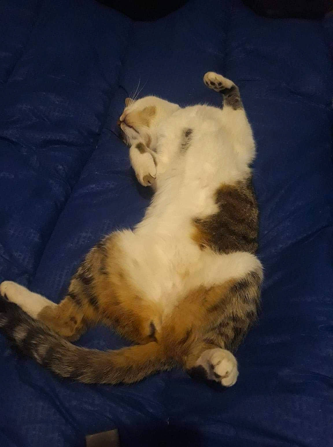 O'Maley participe au concours pour gagner de l'argent avec cette photo : canidae, carnivore, cat, claw, comfort, companion_dog, dog_breed, domestic_short_haired_cat, fang, felidae, fur, linens, nap, paw, sleep, small_to_medium_sized_cats, sporting_group, tail, whiskers, wood