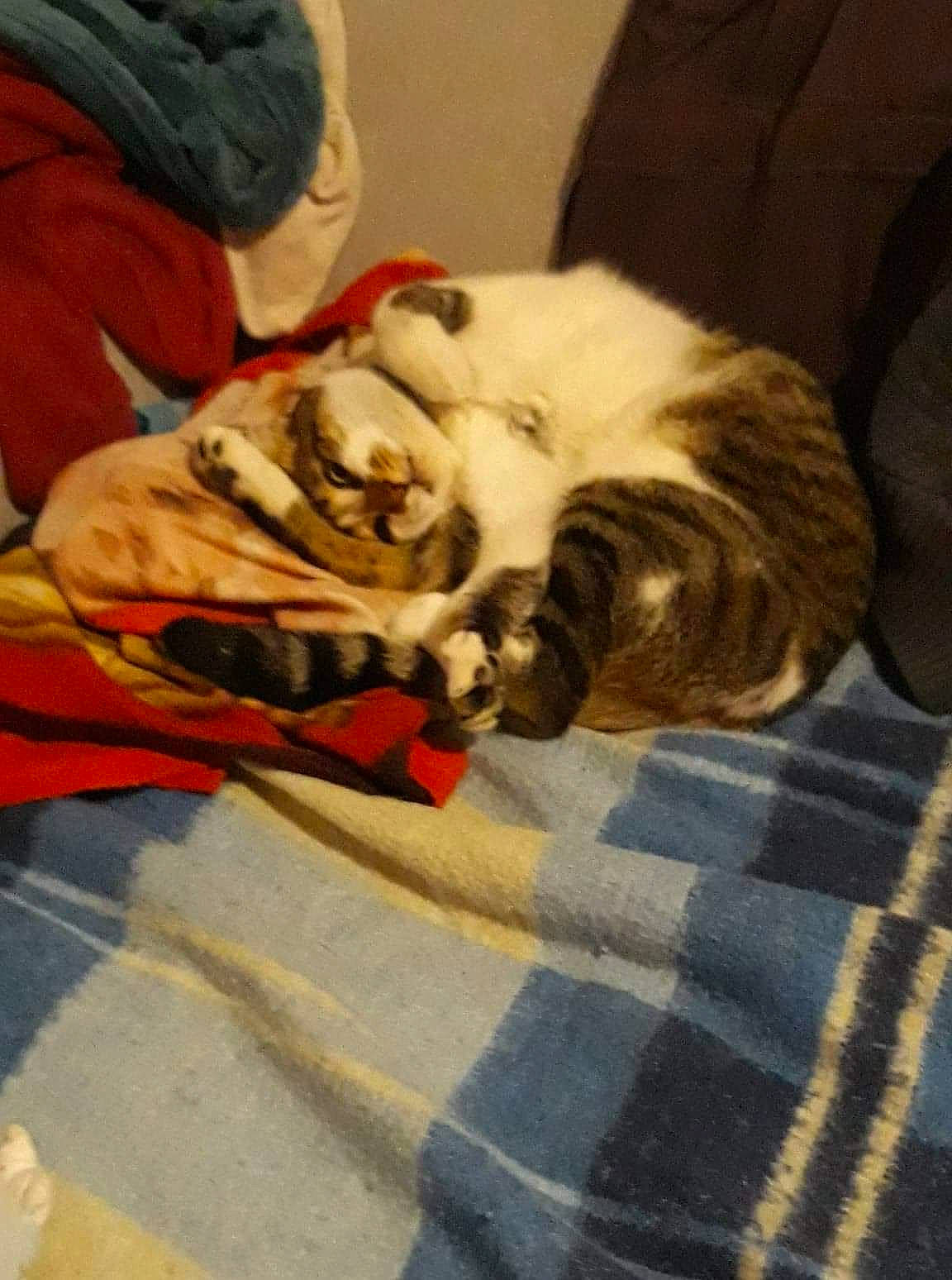 O'Maley a rejoint le concours — aidez-le/la à gagner de superbes lots ! bedding, carmine, carnivore, cat, comfort, companion_dog, dog_breed, domestic_short_haired_cat, fawn, felidae, flooring, fur, hardwood, linens, nap, paw, small_to_medium_sized_cats, tail, whiskers, wood