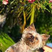 Gypsie a rejoint le concours — aidez-le/la à gagner de superbes lots ! dog, small_dog, fluffy, outdoor, grass, flower, pink_flower, greenery, sunlight, garden, pet, canine, nature, blurred_background, daylight, cute, animal, portrait, relaxed, fur