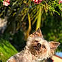 dog, small_dog, fluffy, outdoor, grass, flower, pink_flower, greenery, sunlight, garden, pet, canine, nature, blurred_background, daylight, cute, animal, portrait, relaxed, fur