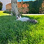 cat, long_fur, grass, tree, tree_trunk, sunlight, shade, tail, lawn, outdoor, blue_sky, stone_wall, hedge, relaxed, pet, lying_down, nature, greenery, daytime, whiskers