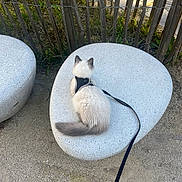 Apollon a rejoint le concours — aidez-le/la à gagner de superbes lots ! cat, fluffy_cat, bench, stone_bench, leash, fence, outdoor, park, tail, sitting, pet, granite_texture, gravel, sunlight, shadows, walking_harness, nature, pavement, calm, back_view