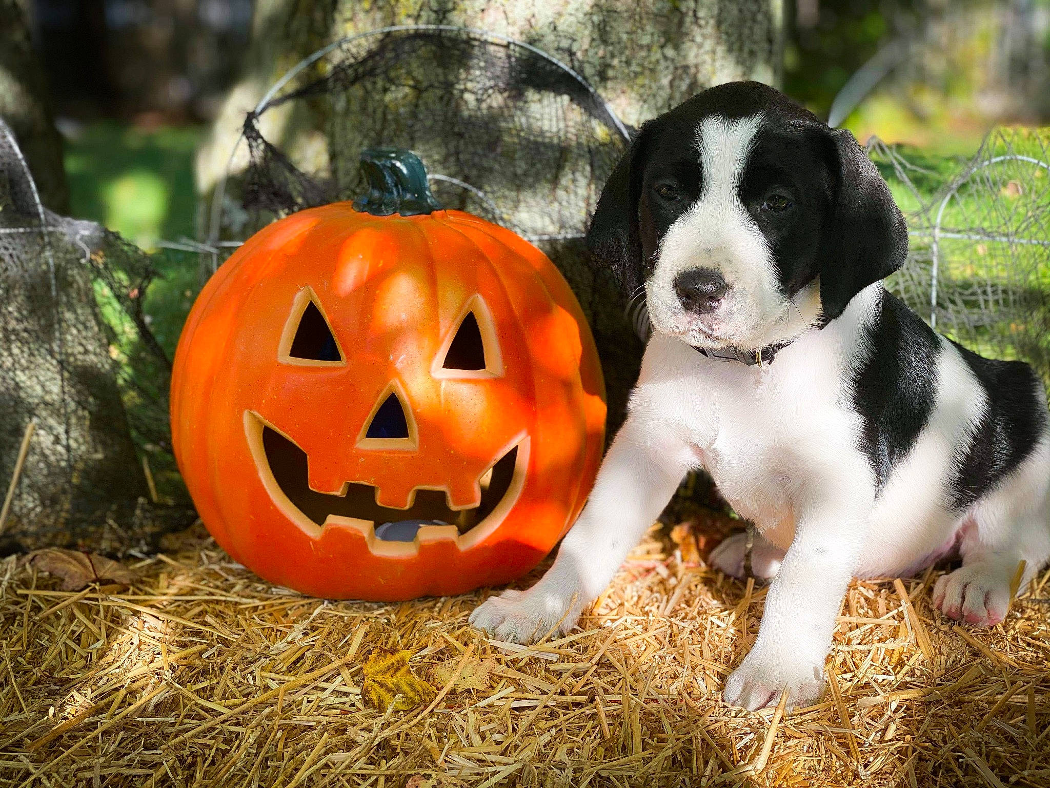 Harley joined the competition — help win amazing prizes! beagle, calabaza, canidae, carnivore, dog, dog_breed, mammal, pumpkin, puppy, snout, sporting_group, vertebrate