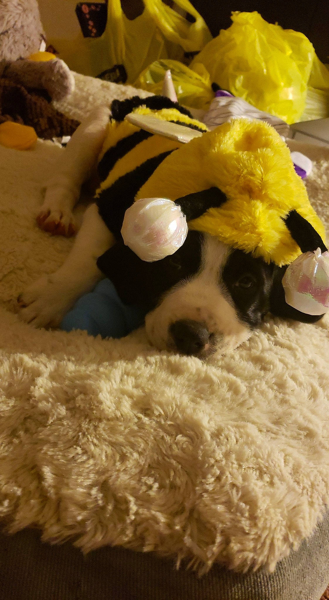 Harley is registered to the contest to win money with this photo: canidae, carnivore, dog, dog_breed, fawn, fur, lagotto_romagnolo, non_sporting_group, plush, poodle, puppy, stuffed_toy, teddy_bear, toy