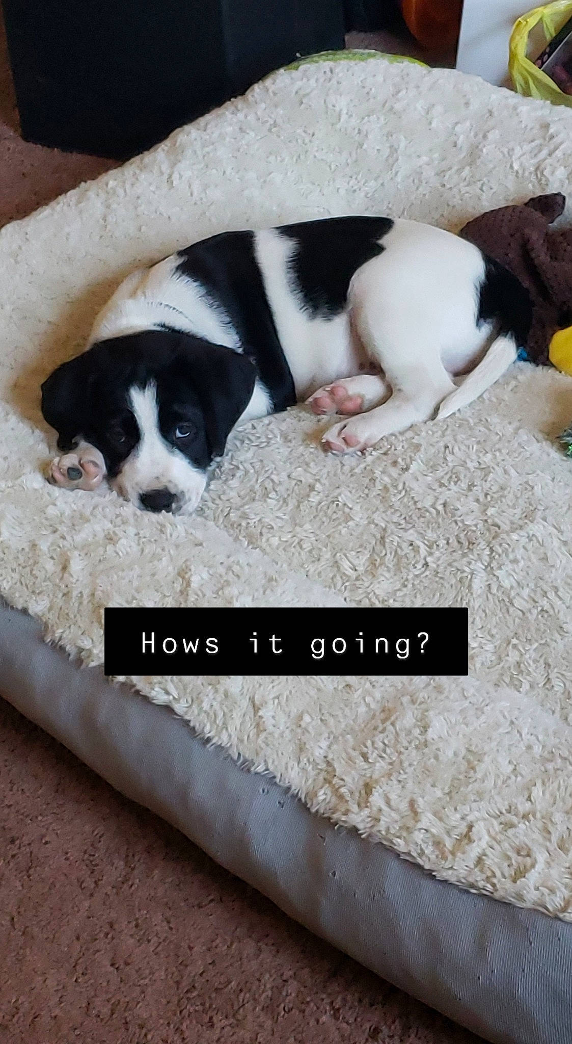 Harley is registered to the contest to win money with this photo: canidae, carnivore, dog, dog_breed, mammal, pointer, puppy, sporting_group