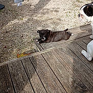 Vegas a rejoint le concours — aidez-le/la à gagner de superbes lots ! animal, architecture, bostonbull, boxer, building, bulldog, canine, clothing, deck, dog, footwear, frenchbulldog, hardwood, path, pet, pitbull, puppy, shoe, walkway, wood