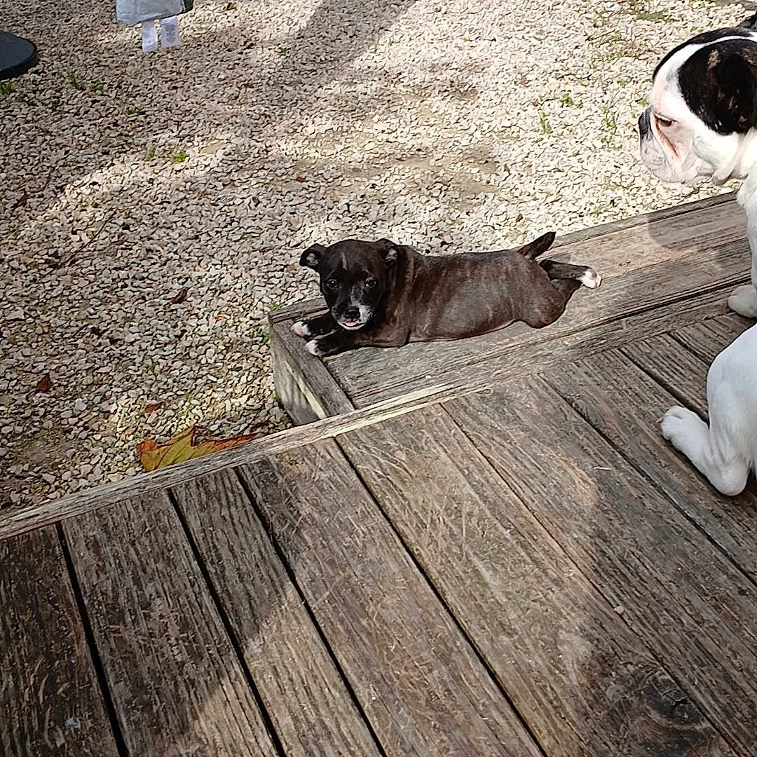 Vegas a rejoint le concours — aidez-le/la à gagner de superbes lots ! animal, architecture, bostonbull, boxer, building, bulldog, canine, clothing, deck, dog, footwear, frenchbulldog, hardwood, path, pet, pitbull, puppy, shoe, walkway, wood