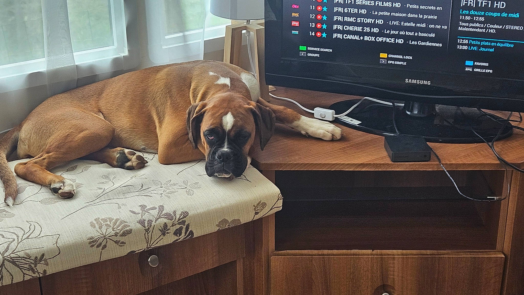 Nyméria participe au concours pour gagner de l'argent avec cette photo : audio_equipment, carnivore, comfort, companion_dog, computer, computer_hardware, desktop_computer, dog, dog_breed, fawn, floor, flooring, gadget, hardwood, home_appliance, liver, output_device, peripheral, personal_computer, wood