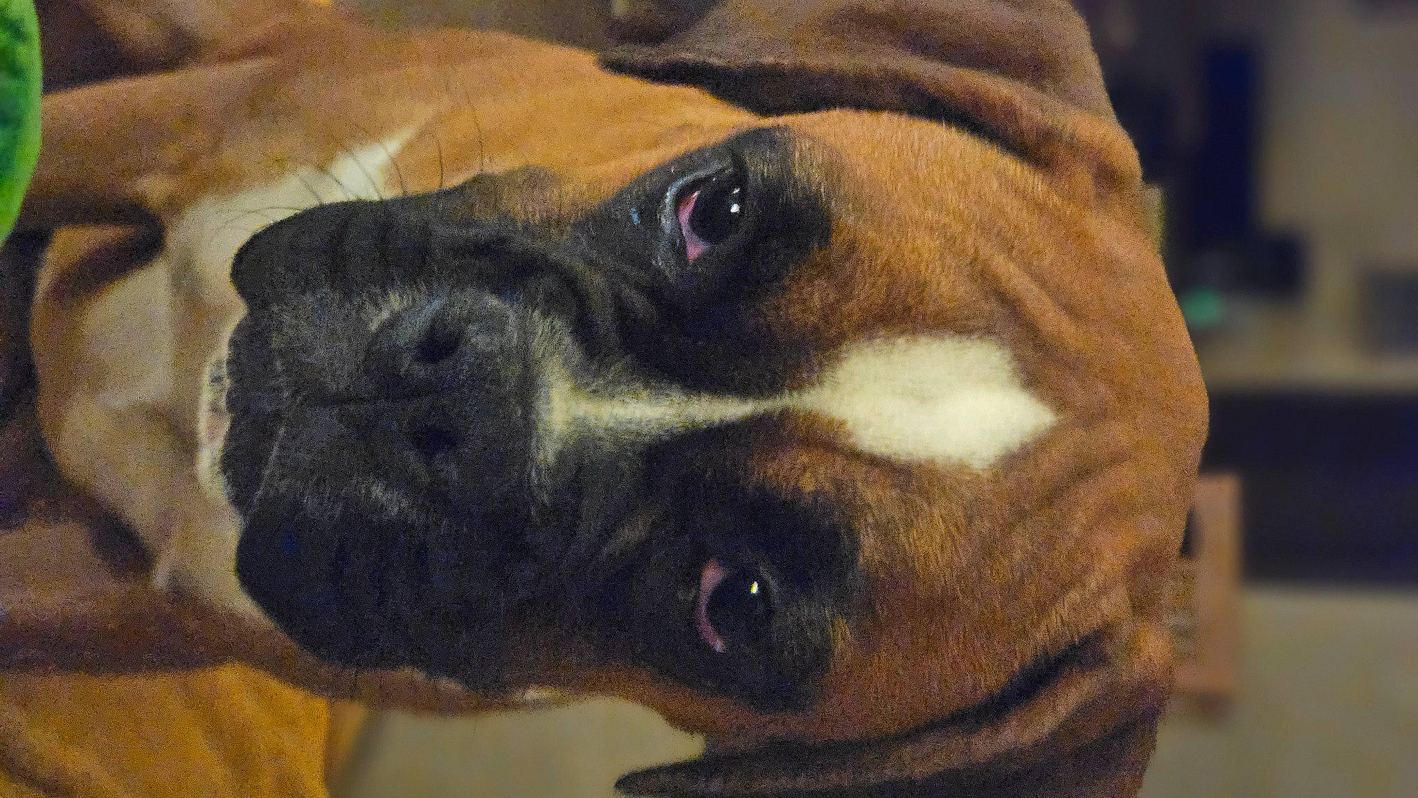 Nyméria a rejoint le concours — aidez-le/la à gagner de superbes lots ! boxer, canidae, carnivore, companion_dog, dog, dog_breed, ear, fawn, guard_dog, molosser, non_sporting_group, paw, snout, sporting_group, terrestrial_animal, toy_dog, whiskers, working_animal, working_dog, wrinkle