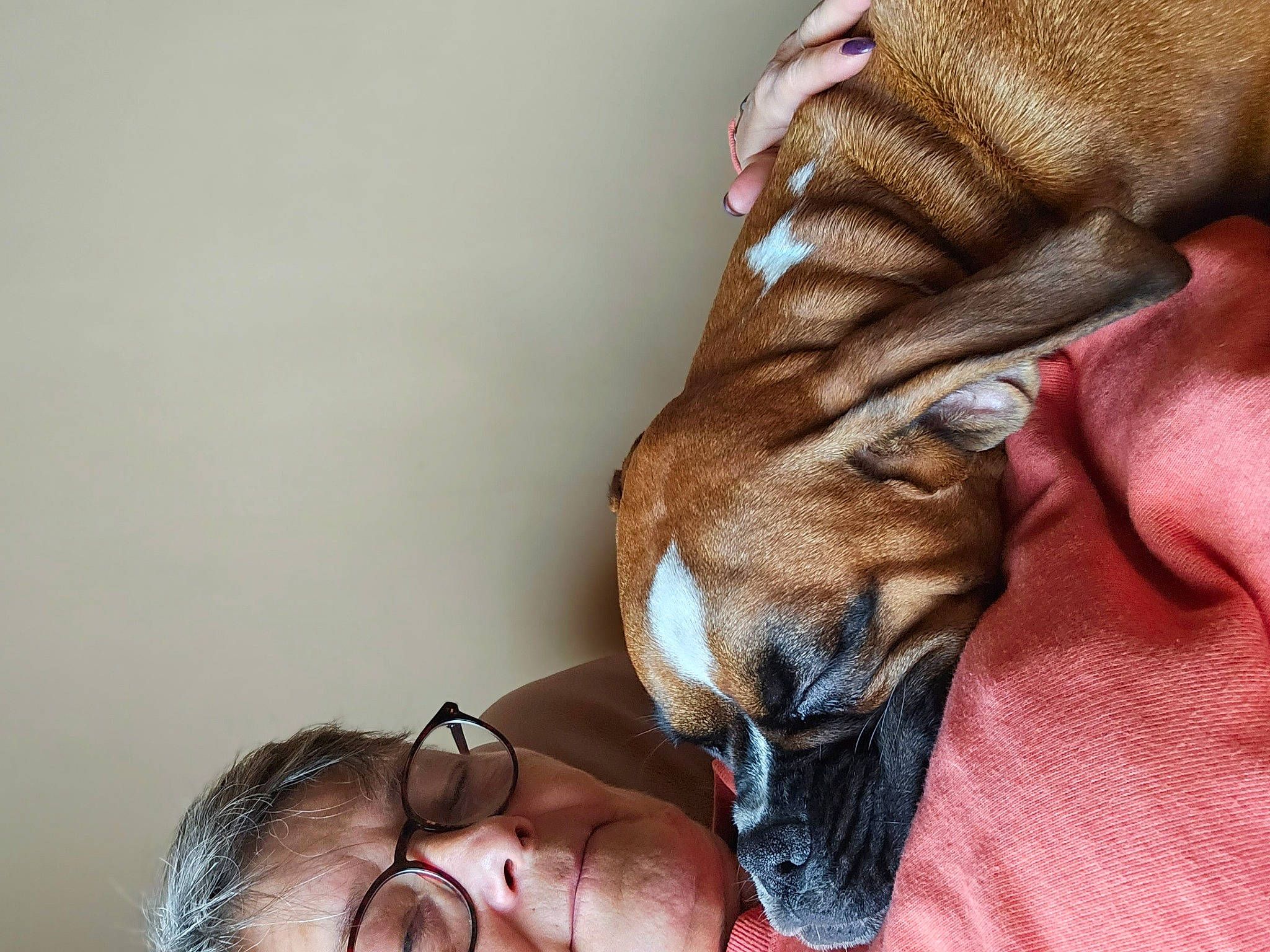 Nyméria participe au concours pour gagner de l'argent avec cette photo : carnivore, comfort, companion_dog, dog, dog_breed, ear, fawn, foot, fur, gesture, human_leg, liver, nail, paw, snout, toy_dog, whiskers, working_animal, wrinkle, wrist