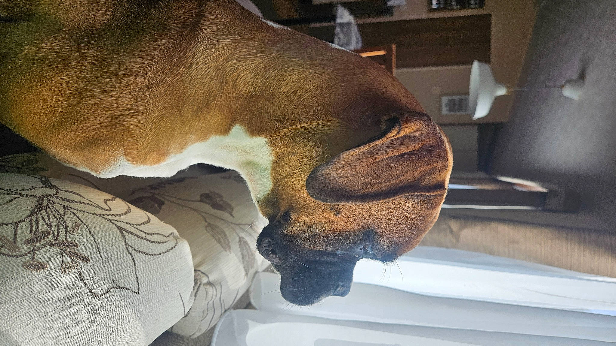 Nyméria participe au concours pour gagner de l'argent avec cette photo : carnivore, comfort, companion_dog, dog, dog_breed, fawn, felidae, foot, fur, gesture, human_body, human_leg, jaw, leg, liver, snout, sporting_group, tail, whiskers, working_animal