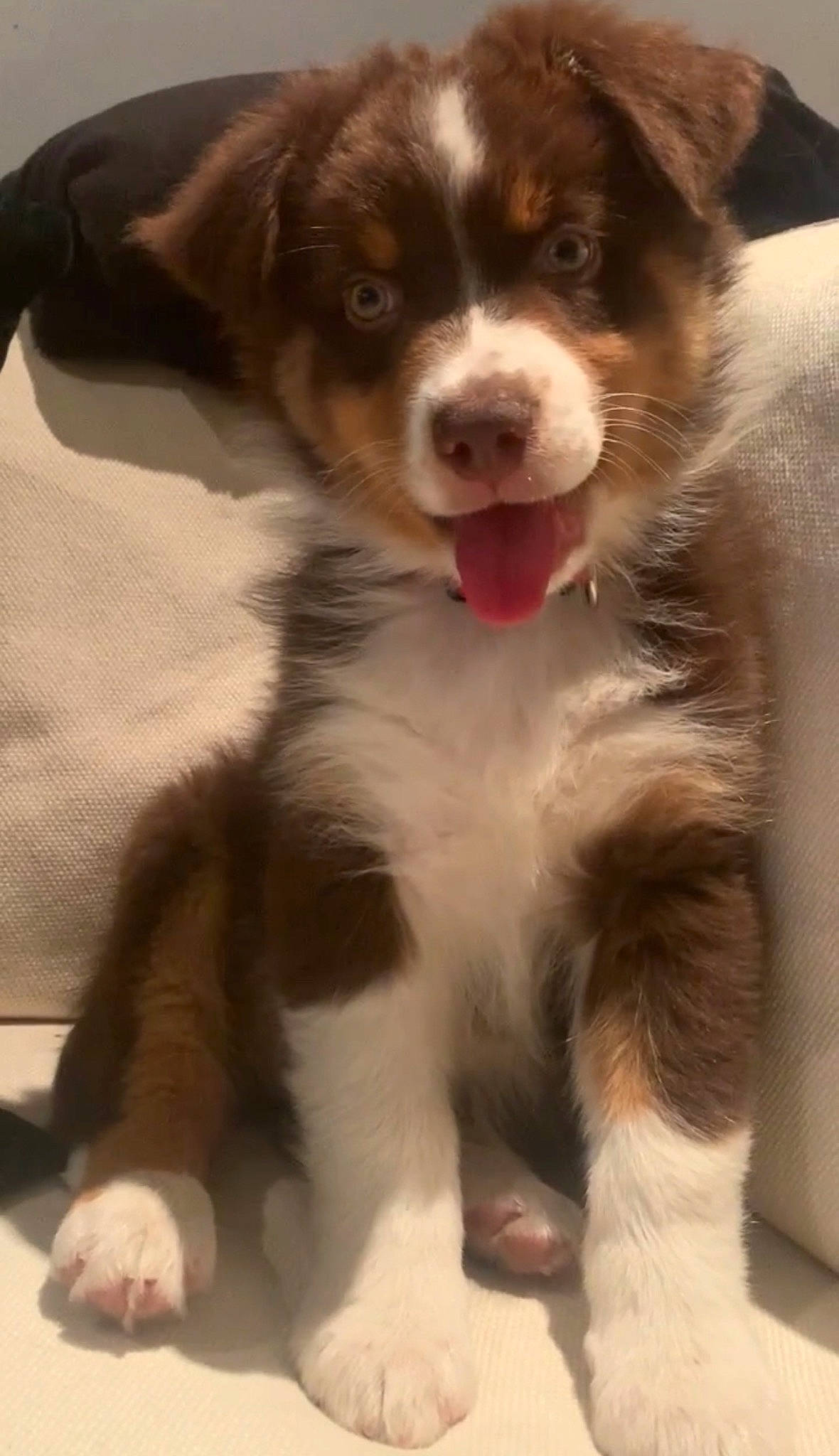 Rimbaud a rejoint le concours — aidez-le/la à gagner de superbes lots ! australian_collie, bernese_mountain_dog, border_collie, bored, canidae, carnivore, companion_dog, dog, dog_breed, fur, herding_dog, snout, sporting_group, terrestrial_animal, whiskers, working_animal, working_dog