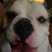 Sweet Pea is registered to the contest to win money with this photo: dog, bulldog, close_up, tongue_out, pet, hand, person, video_call, indoor, fan, happy, face, blurred, mouth, animal, companion, cute, domestic_animal, expression, canine