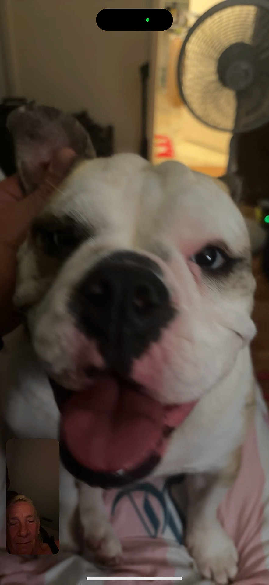 Sweet Pea is registered to the contest to win money with this photo: dog, bulldog, close_up, tongue_out, pet, hand, person, video_call, indoor, fan, happy, face, blurred, mouth, animal, companion, cute, domestic_animal, expression, canine