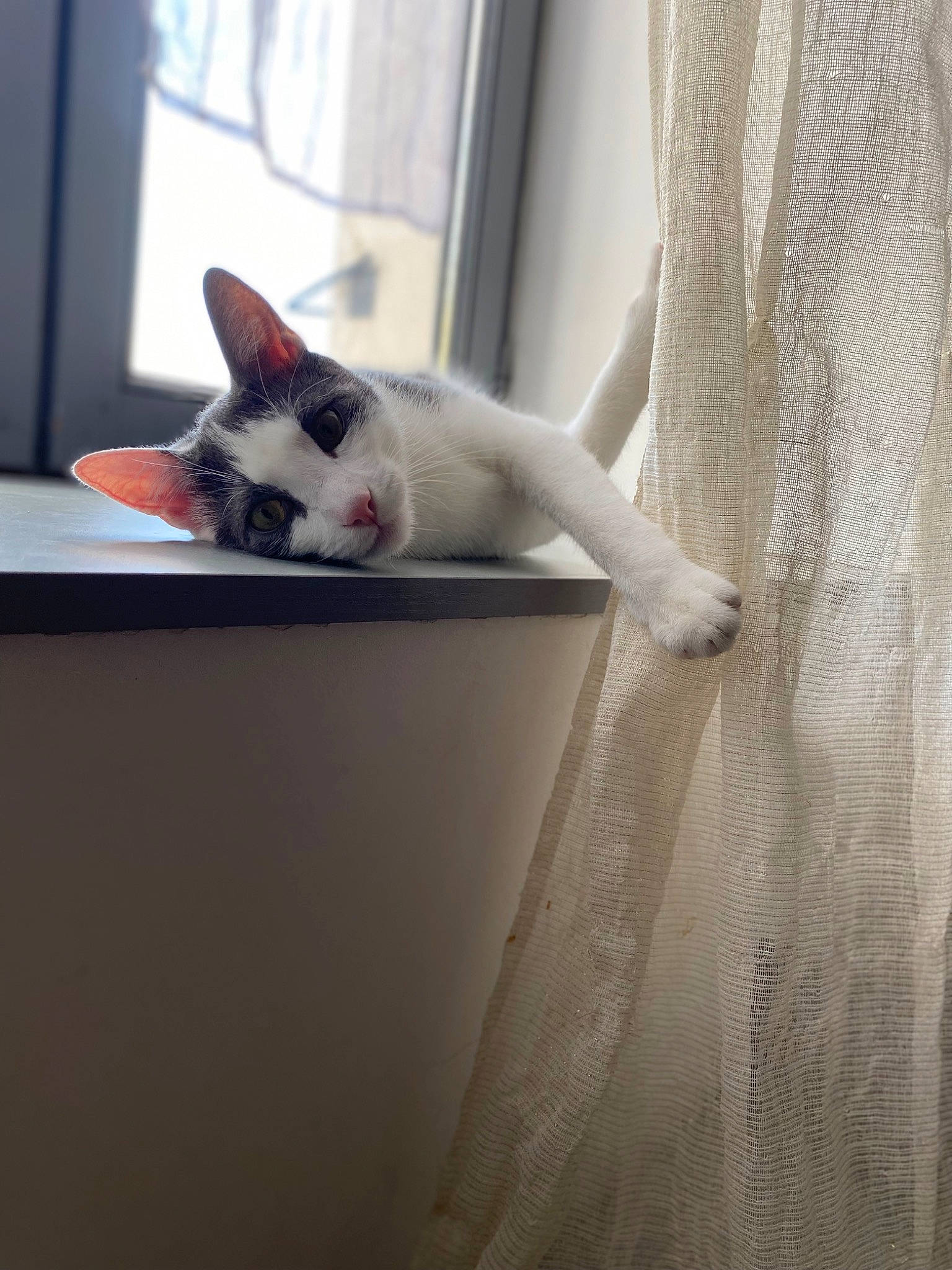 Twix a rejoint le concours — aidez-le/la à gagner de superbes lots ! carnivore, cat, ceiling, comfort, curtain, domestic_short_haired_cat, felidae, flooring, fur, grey, hardwood, paw, room, small_to_medium_sized_cats, snout, tail, whiskers, window, wood, woven_fabric