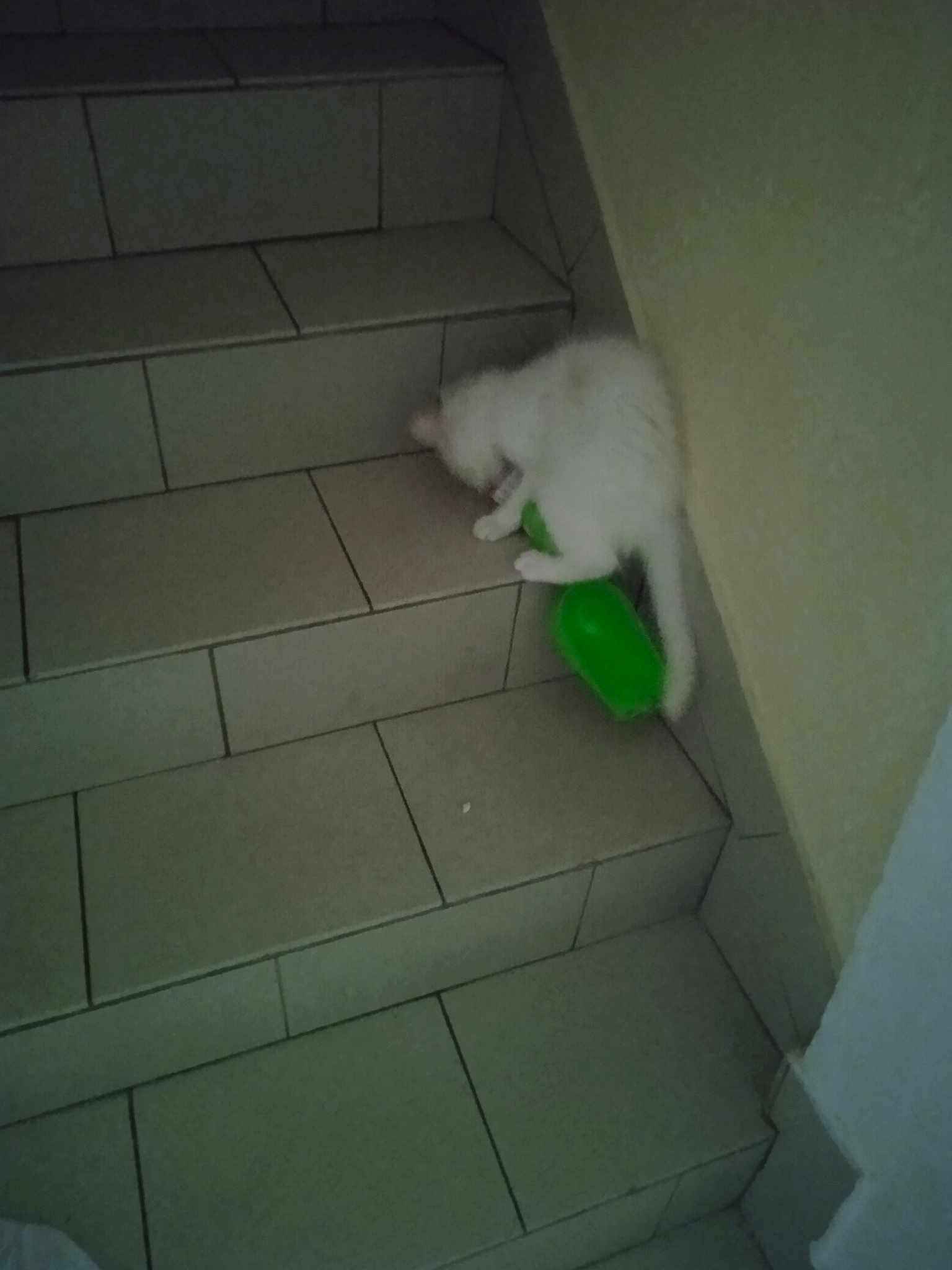 Bébé