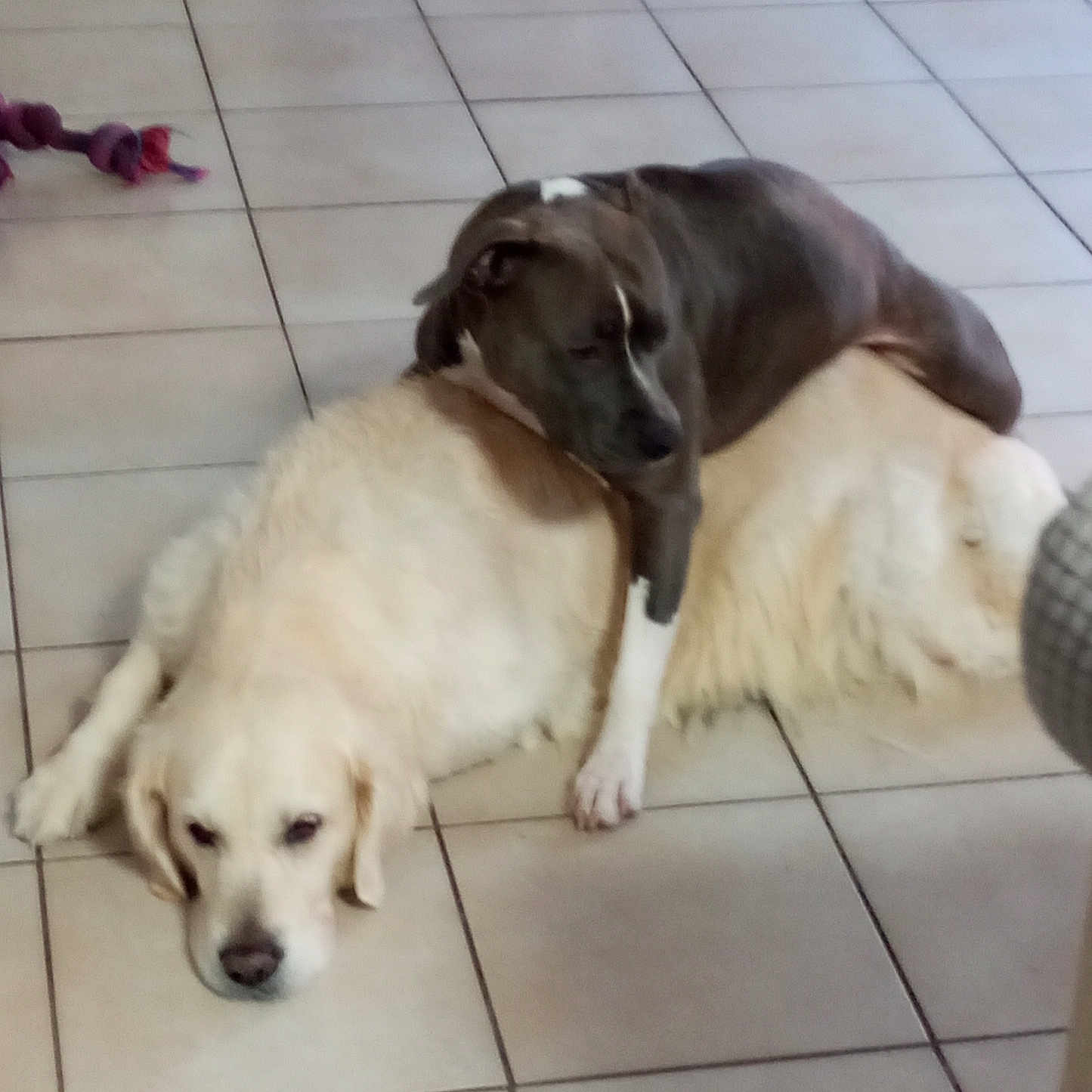 Mes Bébés