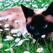 Mario a rejoint le concours — aidez-le/la à gagner de superbes lots ! cat, siamese_cat, blue_eyes, grass, daisies, flowers, nature, outdoor, animal, pet, feline, lying_down, close_up, greenery, summer, wildflowers, cute, mammal, fauna, garden