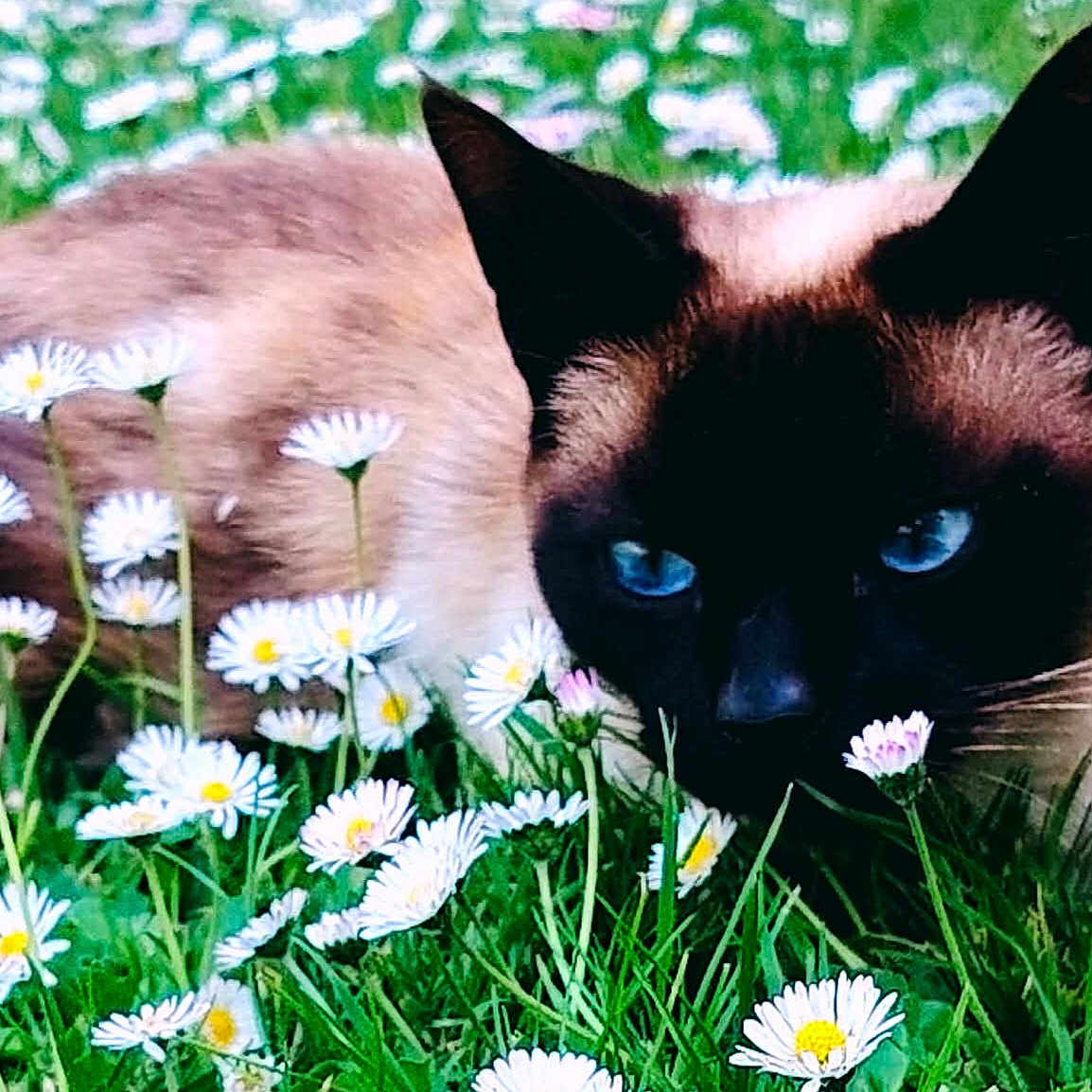 Mario a rejoint le concours — aidez-le/la à gagner de superbes lots ! cat, siamese_cat, blue_eyes, grass, daisies, flowers, nature, outdoor, animal, pet, feline, lying_down, close_up, greenery, summer, wildflowers, cute, mammal, fauna, garden