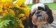 Schouky participe au concours pour gagner de l'argent avec cette photo : dog, flower_vase, yellow_flowers, table, tablecloth, outdoor, garden, tree, grass, plant, pet, animal, fur, small_dog, shih_tzu, nature, greenery, daylight, bloom, leafless_tree