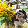 dog, flower_vase, yellow_flowers, table, tablecloth, outdoor, garden, tree, grass, plant, pet, animal, fur, small_dog, shih_tzu, nature, greenery, daylight, bloom, leafless_tree