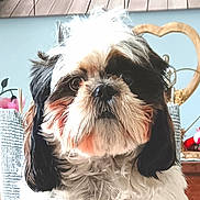 Schouky a rejoint le concours — aidez-le/la à gagner de superbes lots ! dog, indoor, close_up, fluffy, black_and_white, pet, fur, decor, heart_shape, wood, table, chair, cute, animal, portrait, face, expression, domestic, cozy, background