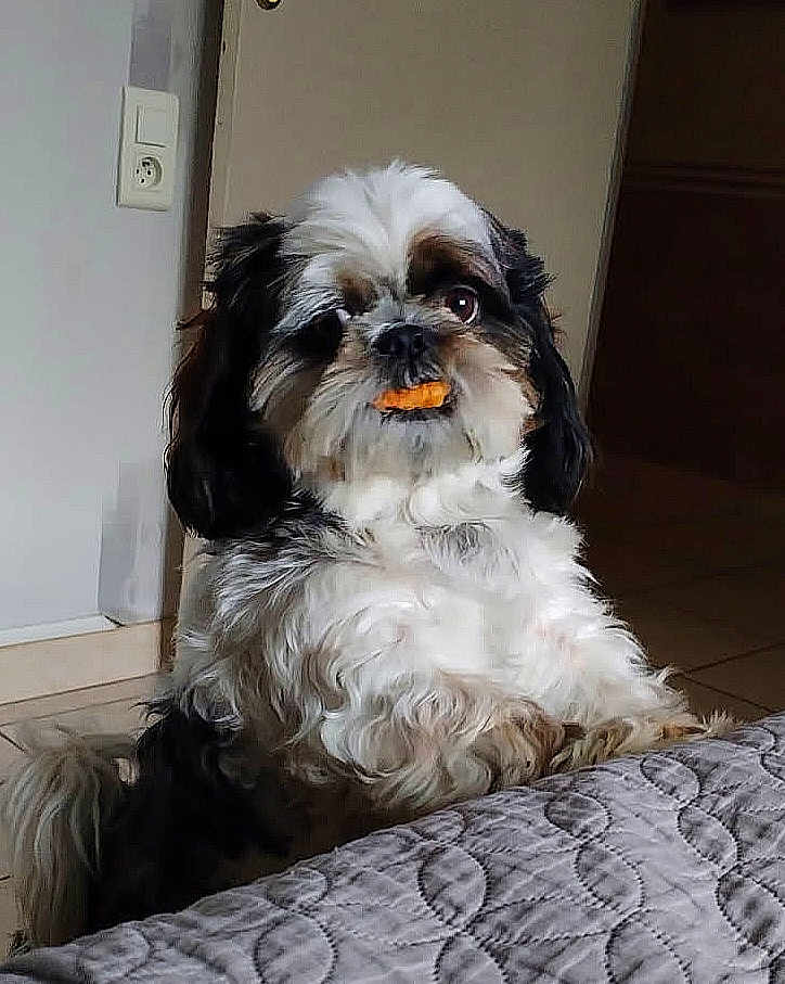 Schouky participe au concours pour gagner de l'argent avec cette photo : dog, pet, indoor, fluffy, small_dog, curious, treat, quilt, fur, face, animal, canine, companion, cute, looking, resting_paws, background, tile_floor, door, light_switch