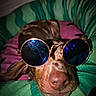 Clotaire a rejoint le concours — aidez-le/la à gagner de superbes lots ! dog, sunglasses, pet, animal, brown_dog, close_up, relaxed, cushion, colorful, indoor, portrait, round_sunglasses, sleepy, cute, funny, nose, ears, furniture, cozy, resting
