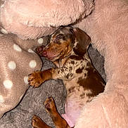 Clotaire participe au concours pour gagner de l'argent avec cette photo : puppy, dog, sleeping, dachshund, blanket, plush_toy, cozy, fur, brown, spotted, cute, pet, indoor, resting, soft, animal, young, relaxed, comfort, snuggle