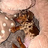 puppy, dog, sleeping, dachshund, blanket, plush_toy, cozy, fur, brown, spotted, cute, pet, indoor, resting, soft, animal, young, relaxed, comfort, snuggle