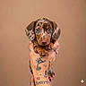 Clotaire a rejoint le concours — aidez-le/la à gagner de superbes lots ! puppy, dachshund, dog, blue_eyes, tattoo, hand, holding, portrait, brown_background, cute, animal, pet, young, small, looking_at_camera, fingernails, adorable, mammal, close_up, studio