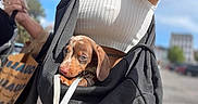 Clotaire a rejoint le concours — aidez-le/la à gagner de superbes lots ! puppy, dog, brown_dog, small_dog, jacket, white_top, person, outdoor, daylight, cute, pet, animal, floppy_ears, snug, cozy, portrait, closeup, urban, blurred_background, summer