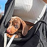 puppy, dog, brown_dog, small_dog, jacket, white_top, person, outdoor, daylight, cute, pet, animal, floppy_ears, snug, cozy, portrait, closeup, urban, blurred_background, summer