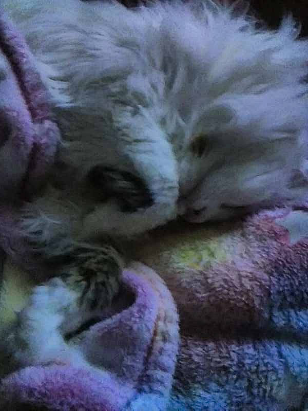 Babygirl joined the competition — help win amazing prizes! art, carnivore, close_up, electric_blue, felidae, fiber, fur, knitting, magenta, pattern, purple, small_to_medium_sized_cats, tail, textile, thread, whiskers, wool, woolen, woven_fabric