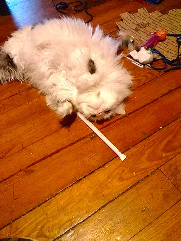 Babygirl joined the competition — help win amazing prizes! carnivore, companion_dog, dog, dog_breed, floor, flooring, fur, glasses, hardwood, laminate_flooring, plank, plant, sunglasses, tail, toy_dog, varnish, whiskers, wood, wood_flooring, wood_stain