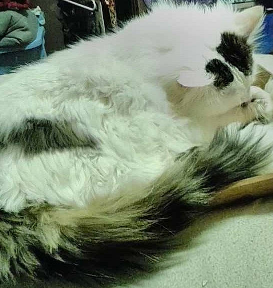 Babygirl is registered to the contest to win money with this photo: canidae, carnivore, cat, claw, comfort, companion_dog, dog_breed, event, feather, felidae, fur, natural_material, paw, small_to_medium_sized_cats, snout, tail, whiskers