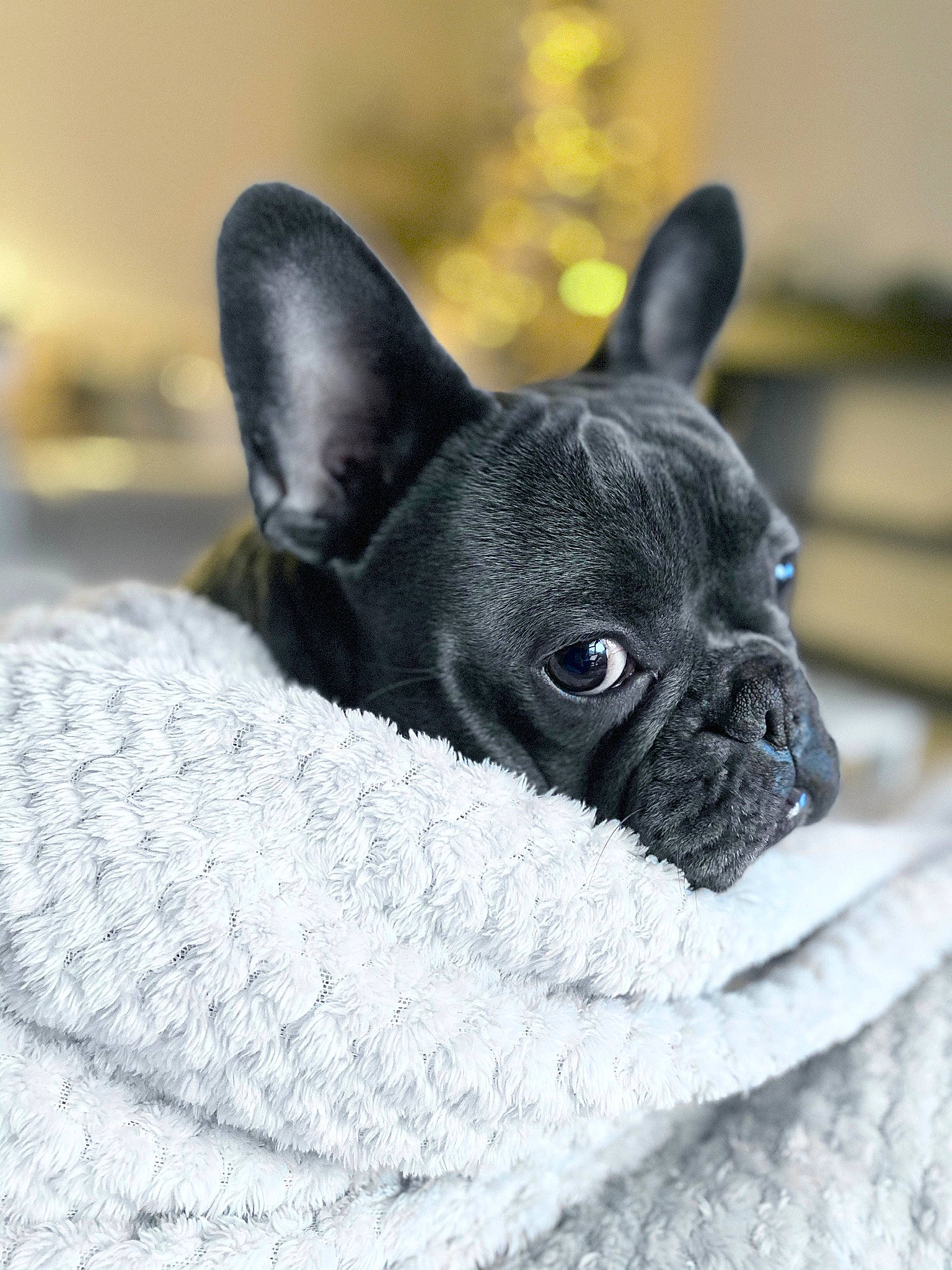 Blue joined the competition — help win amazing prizes! boston_terrier, bulldog, canidae, carnivore, companion_dog, dog, dog_breed, ear, fawn, french_bulldog, mammal, non_sporting_group, puppy, snout, toy_bulldog, vertebrate, whiskers