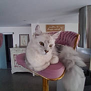 Adele participe au concours pour gagner de l'argent avec cette photo : cat, fluffy, white_cat, gray_cat, chair, pink_chair, gold_chair, furniture, indoor, pet, animal, relaxed, portrait, home, decor, cabinet, artwork, sign, curious, lounging